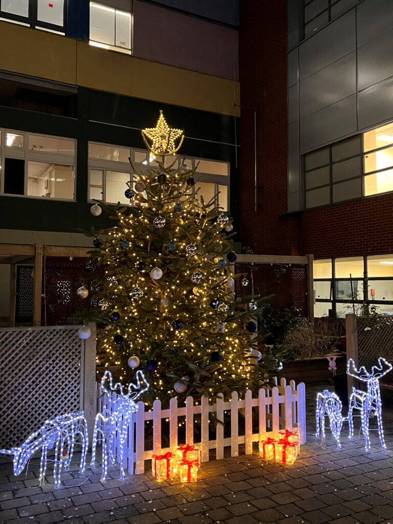 Christmas Tree Lit Up In Reflection Garden 2025